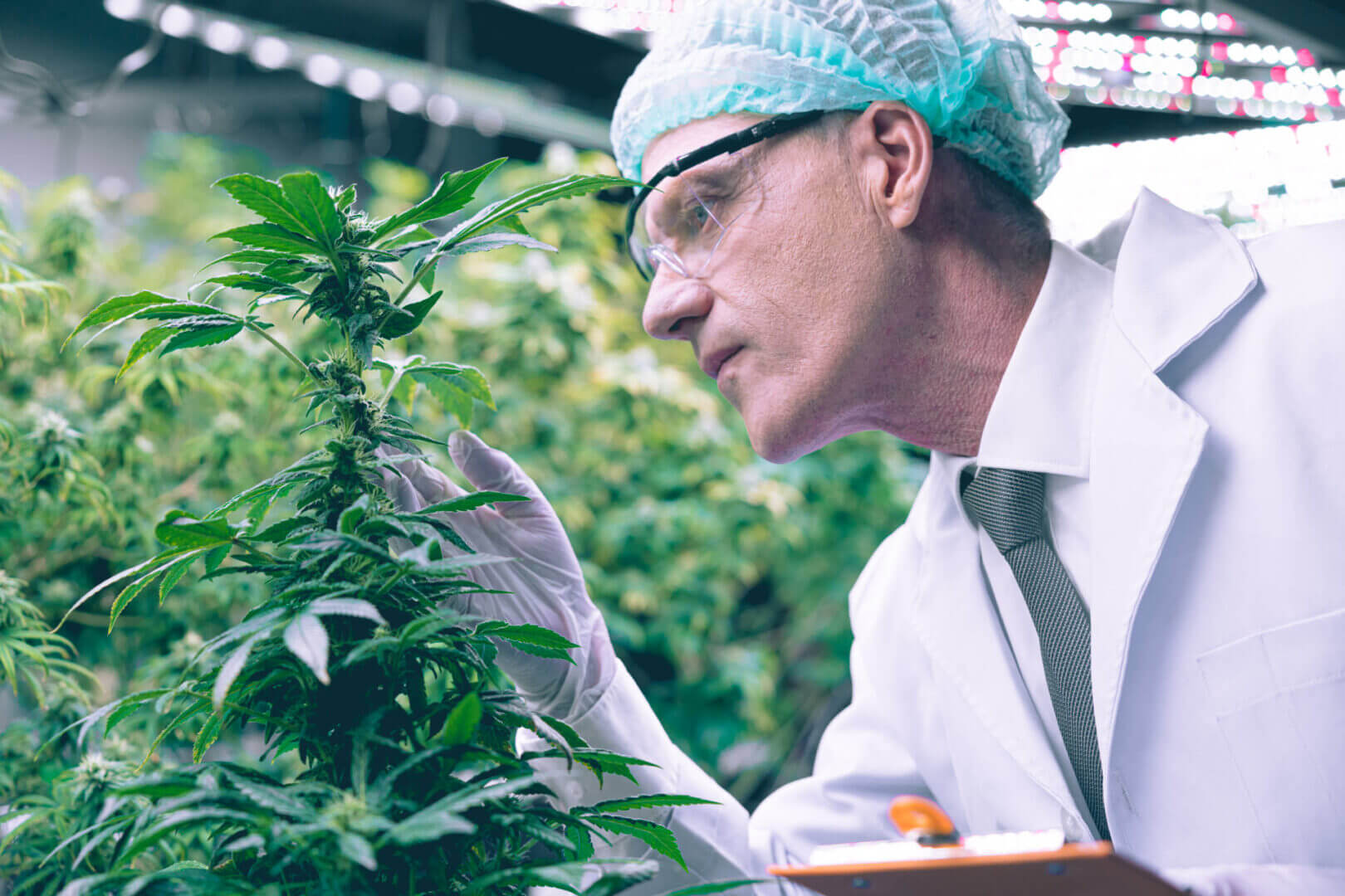 Scientist in a lab coat inspecting cannabis plants in a greenhouse