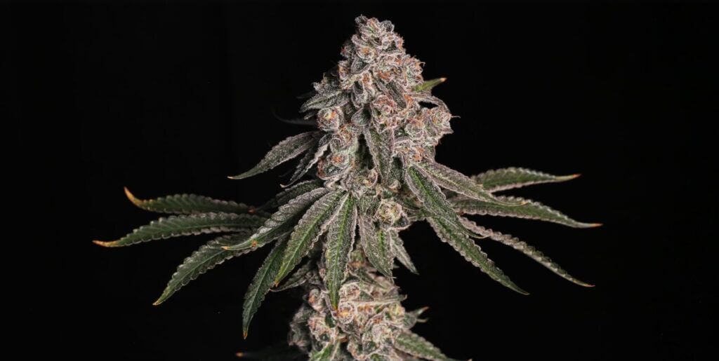 Cannabis flower bud on a black background